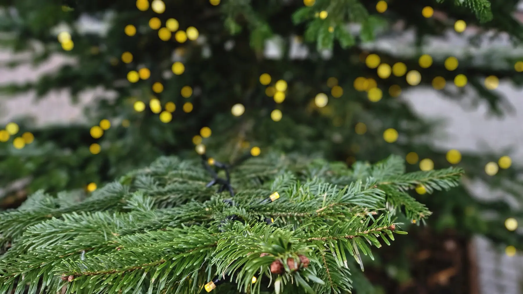 Eerste Kerstdag